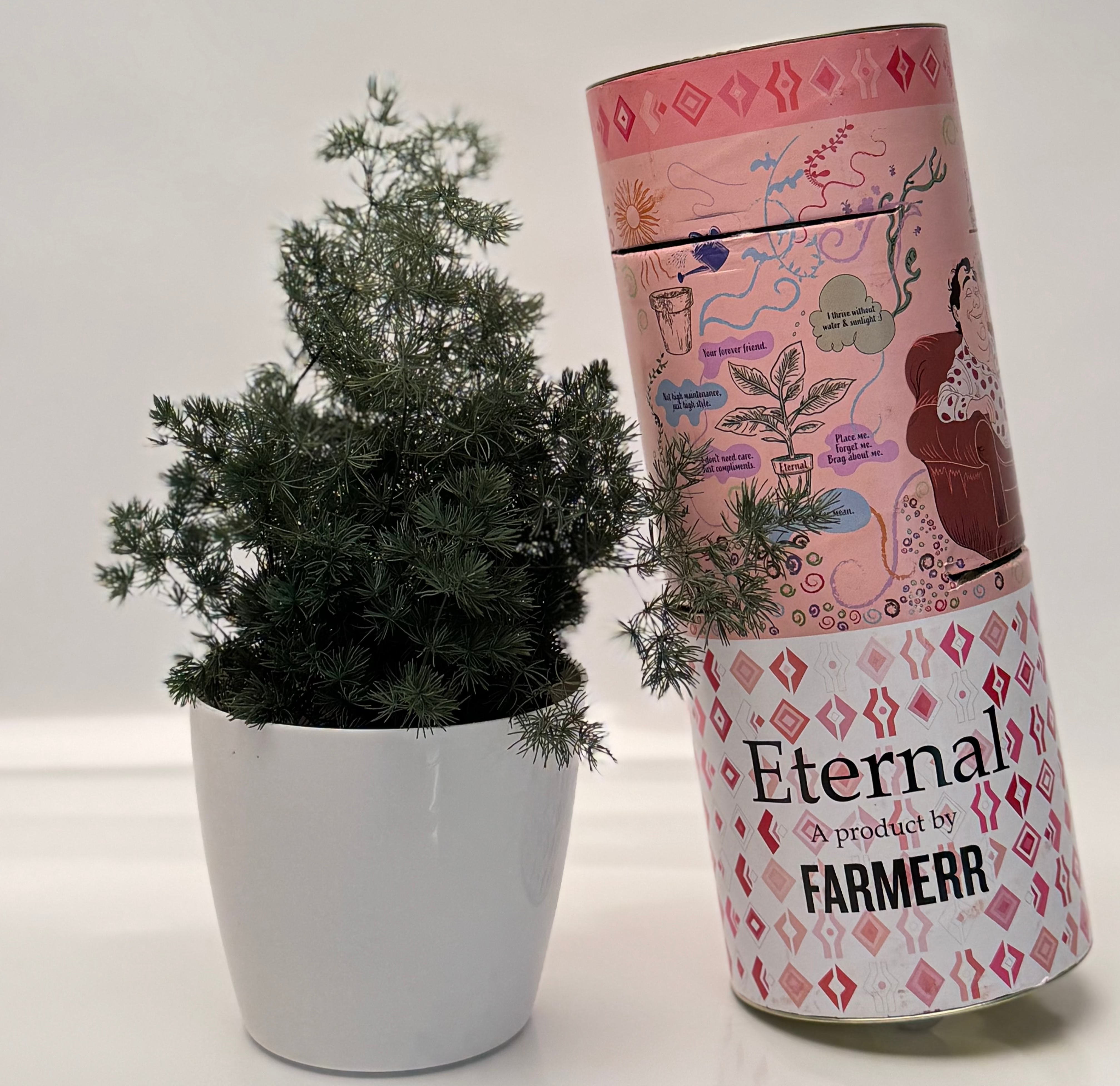 Preserved Asparagus Plant(Lasts 5 years)