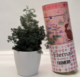 Preserved Asparagus Plant(Lasts 5 years)