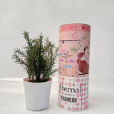 Preserved Podocarpus Plant(Lasts 5 years)