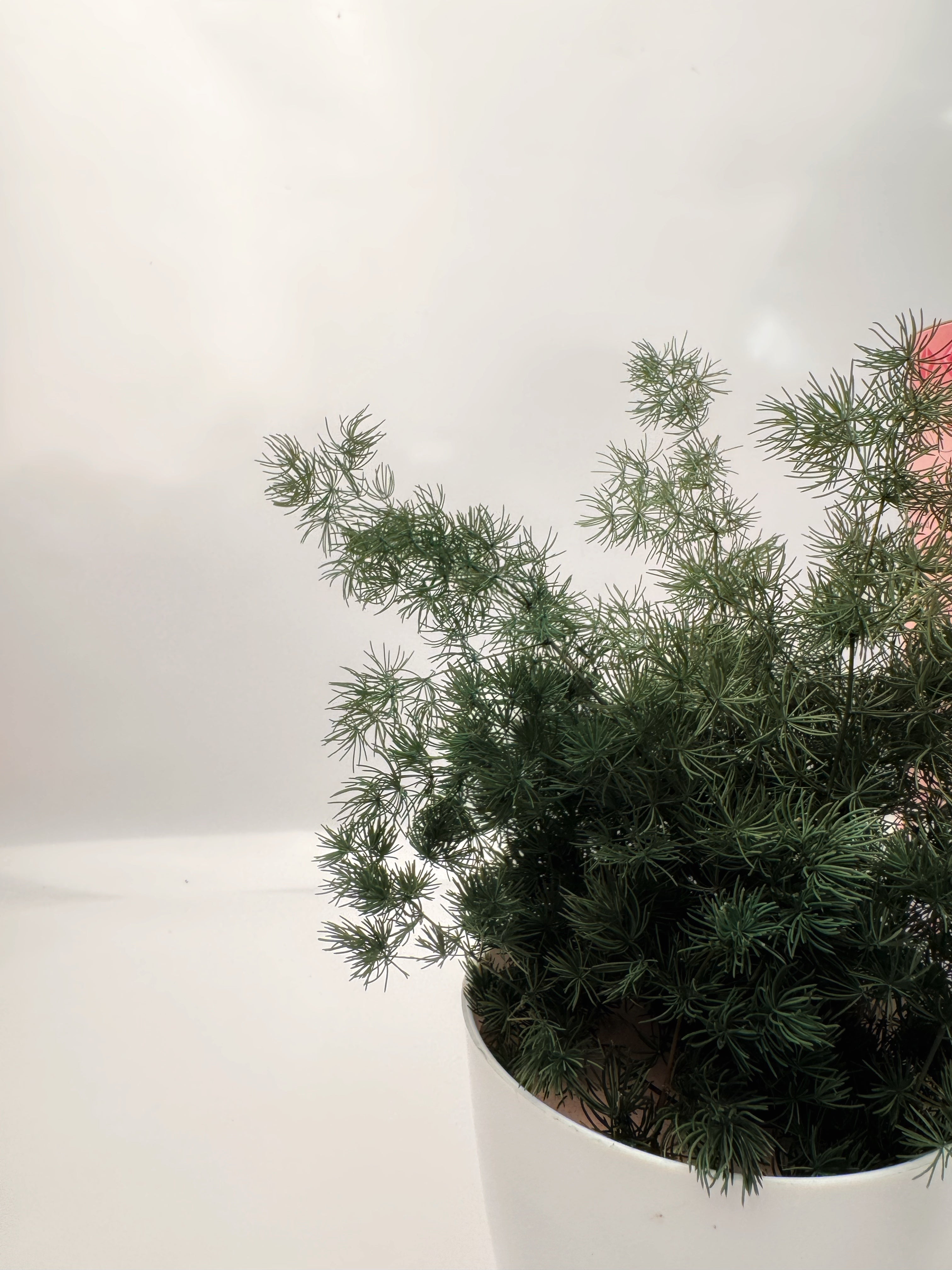 Preserved Asparagus Plant(Lasts 5 years)