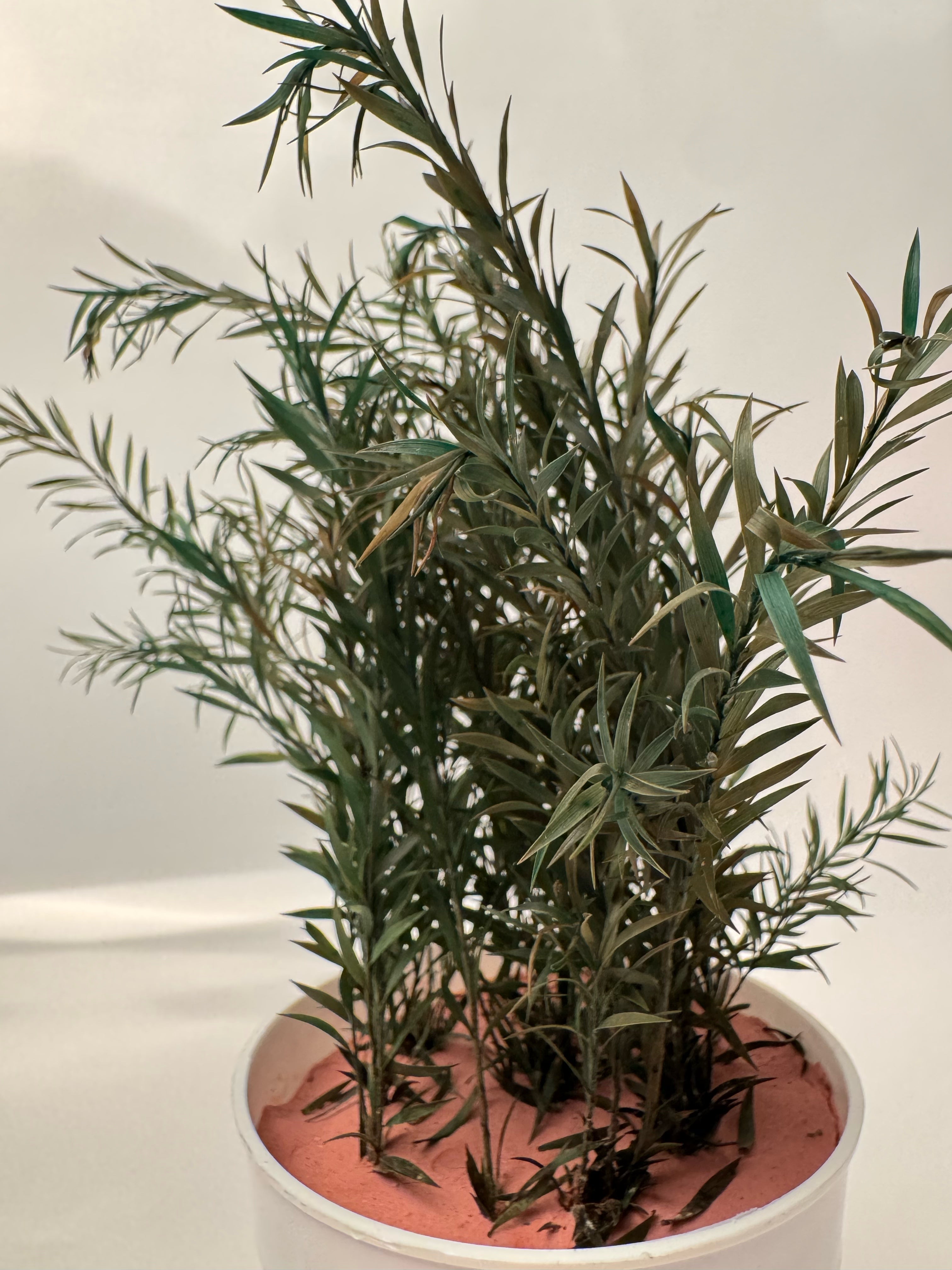 Preserved Podocarpus Plant(Lasts 5 years)