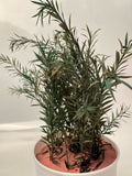 Preserved Podocarpus Plant(Lasts 5 years)