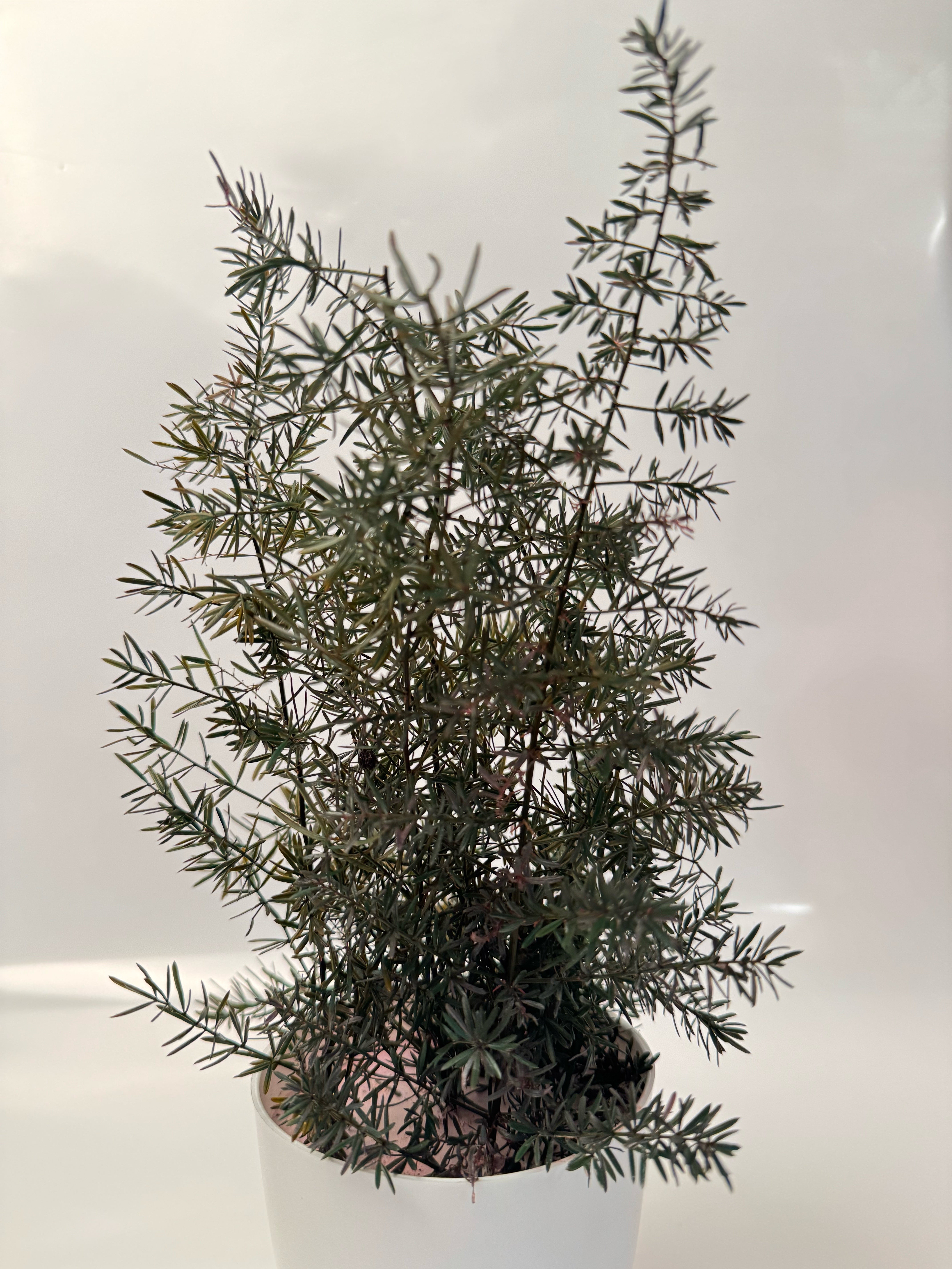 Preserved Podocarpus Plant(Lasts 5 years)