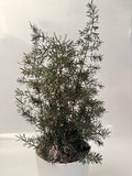Preserved Podocarpus Plant(Lasts 5 years)
