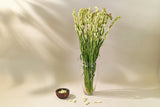 Tuberose