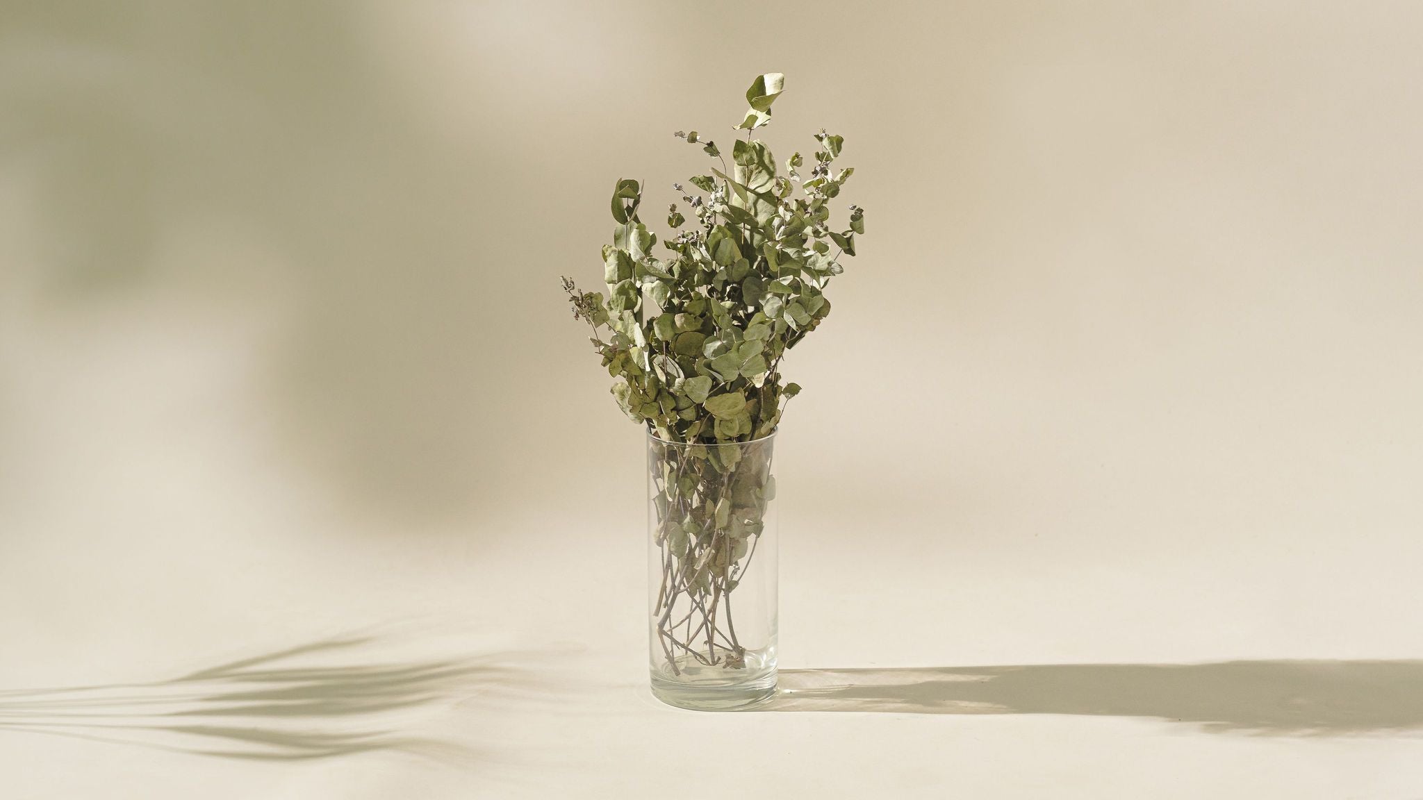 Naturally Dried Eucalyptus