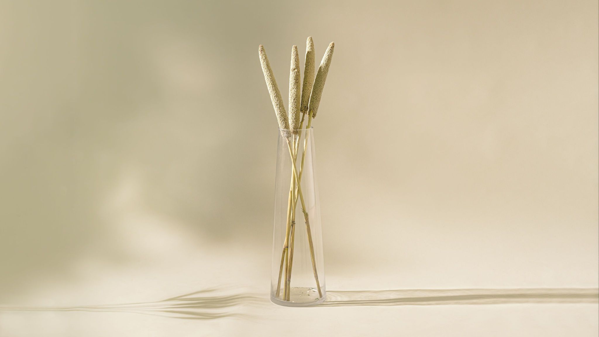 Naturally Dried Bajra (Bunch of 5 stems)