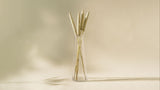 Naturally Dried Bajra (Bunch of 5 stems)