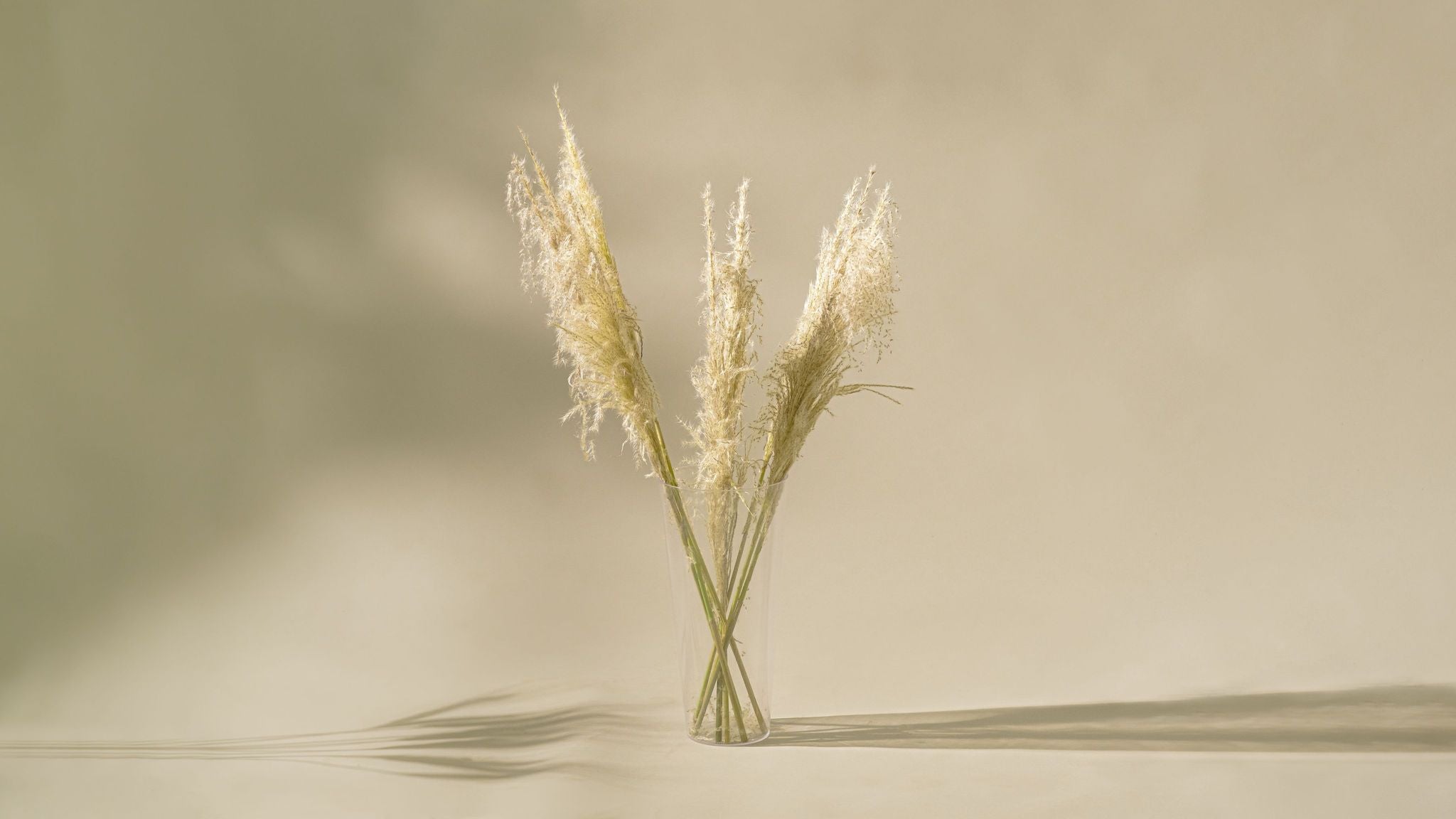 Dried Pampas Grass