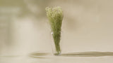 Naturally Dried Gypsophila/Baby's Breath (Bunch of 5 stems)