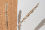 Naturally Dried Pampas Grass (Bunch of 10 stems)
