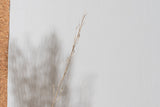 Naturally Dried Mustard (Bunch of 10 stems)