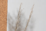 Naturally Dried Mustard (Bunch of 10 stems)