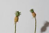 Ornamental Pineapple