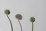 Allium