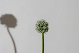 Allium