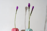 Liatris
