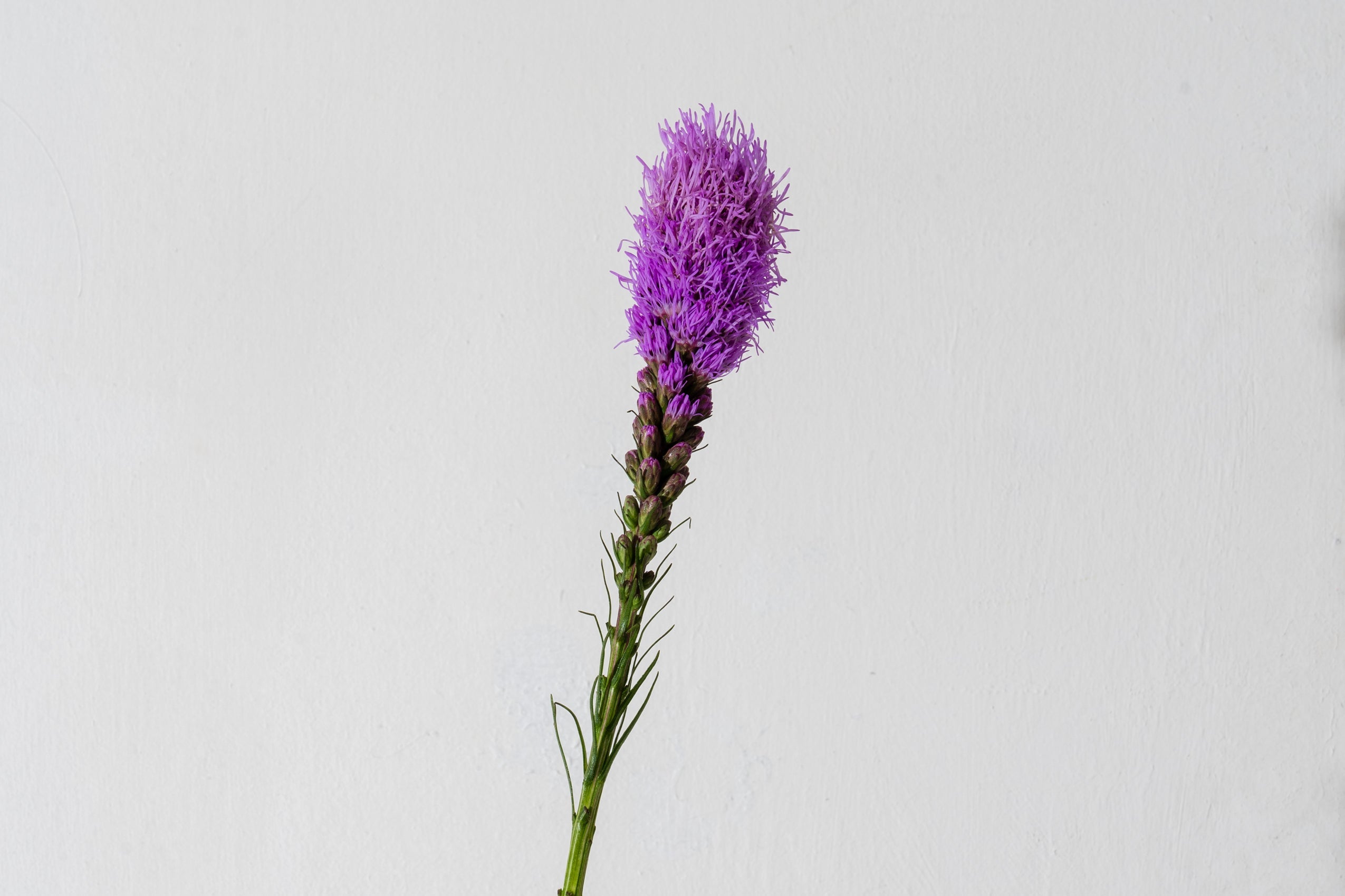 Liatris