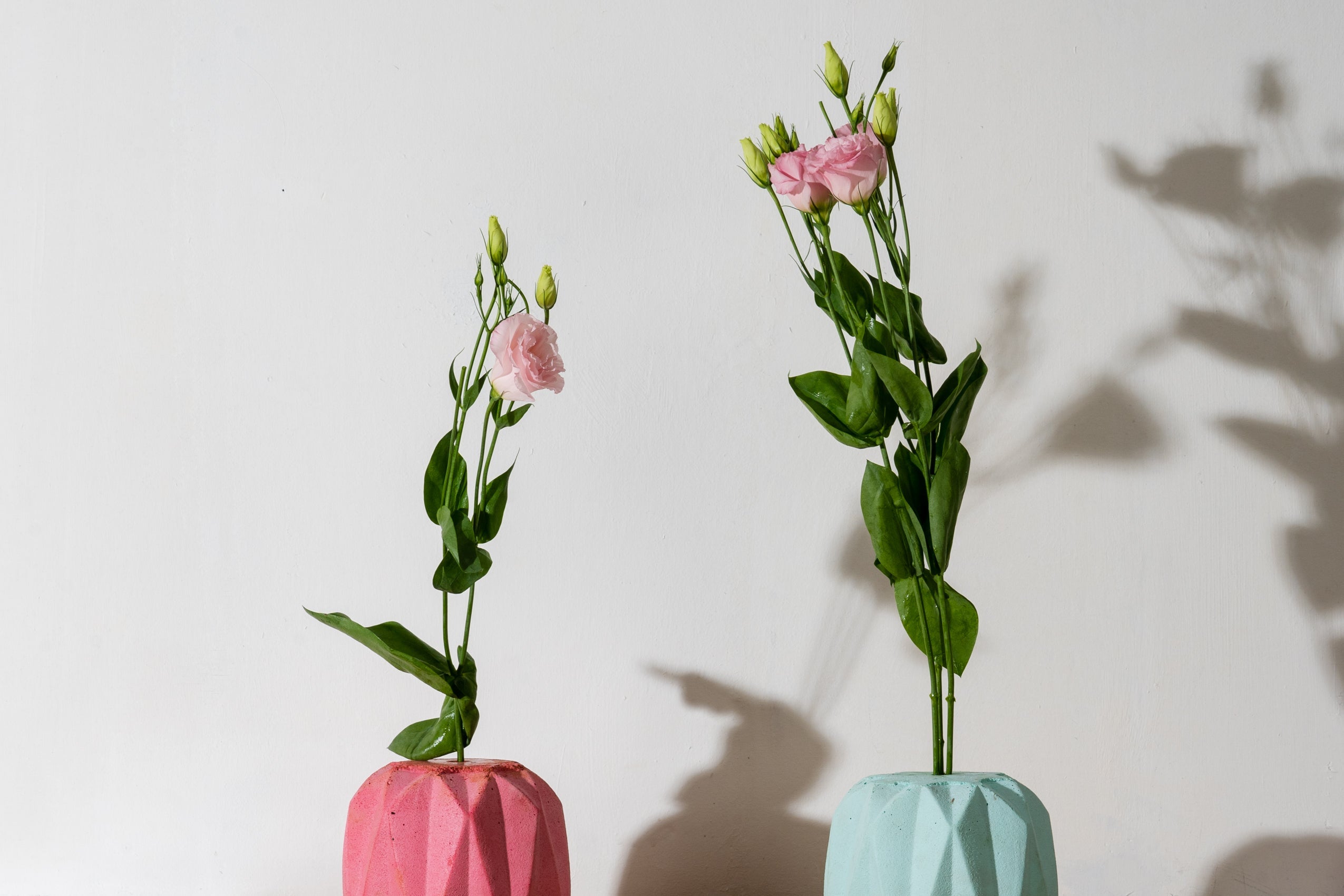 Eustoma