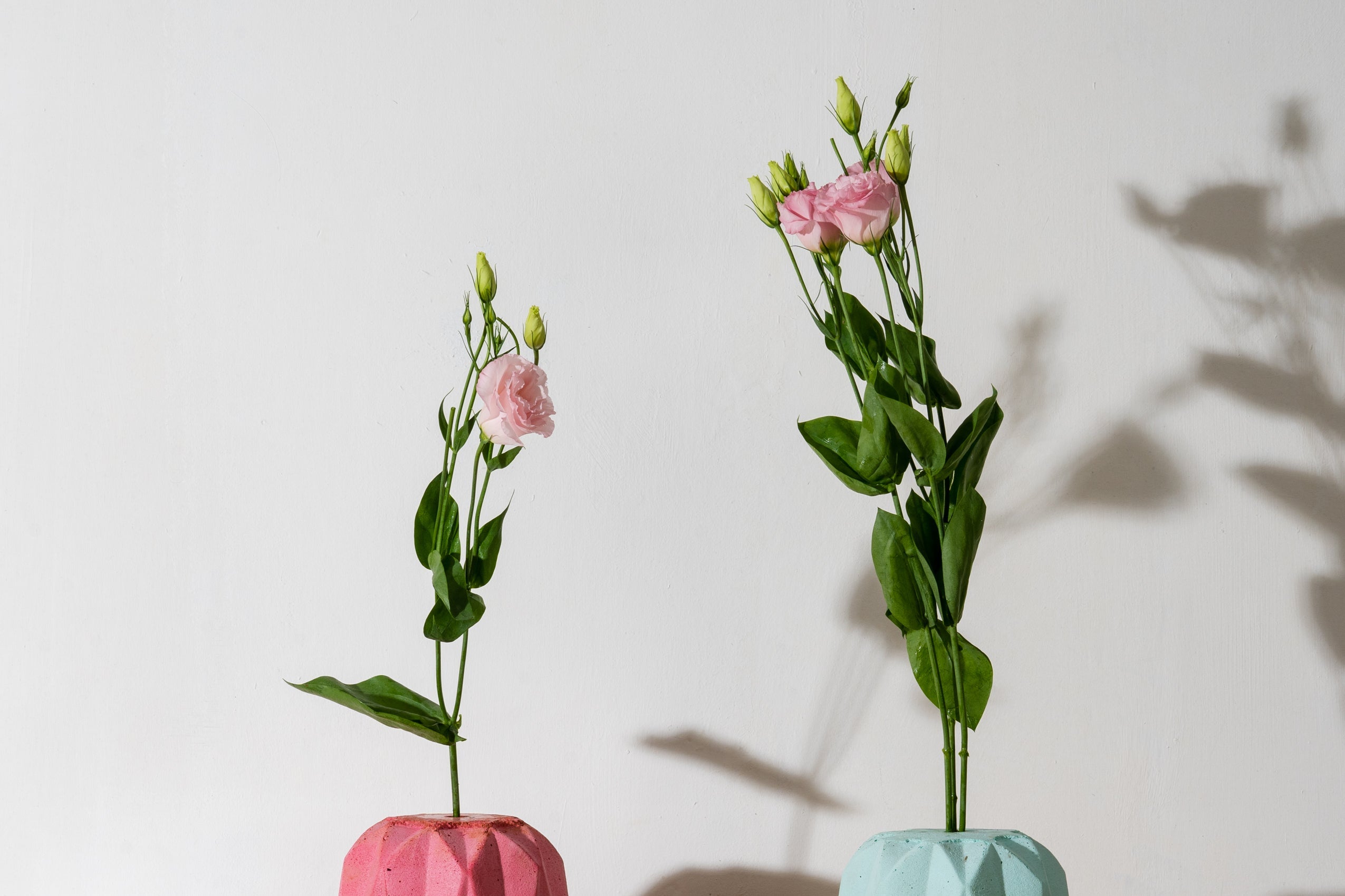Eustoma