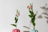 Eustoma