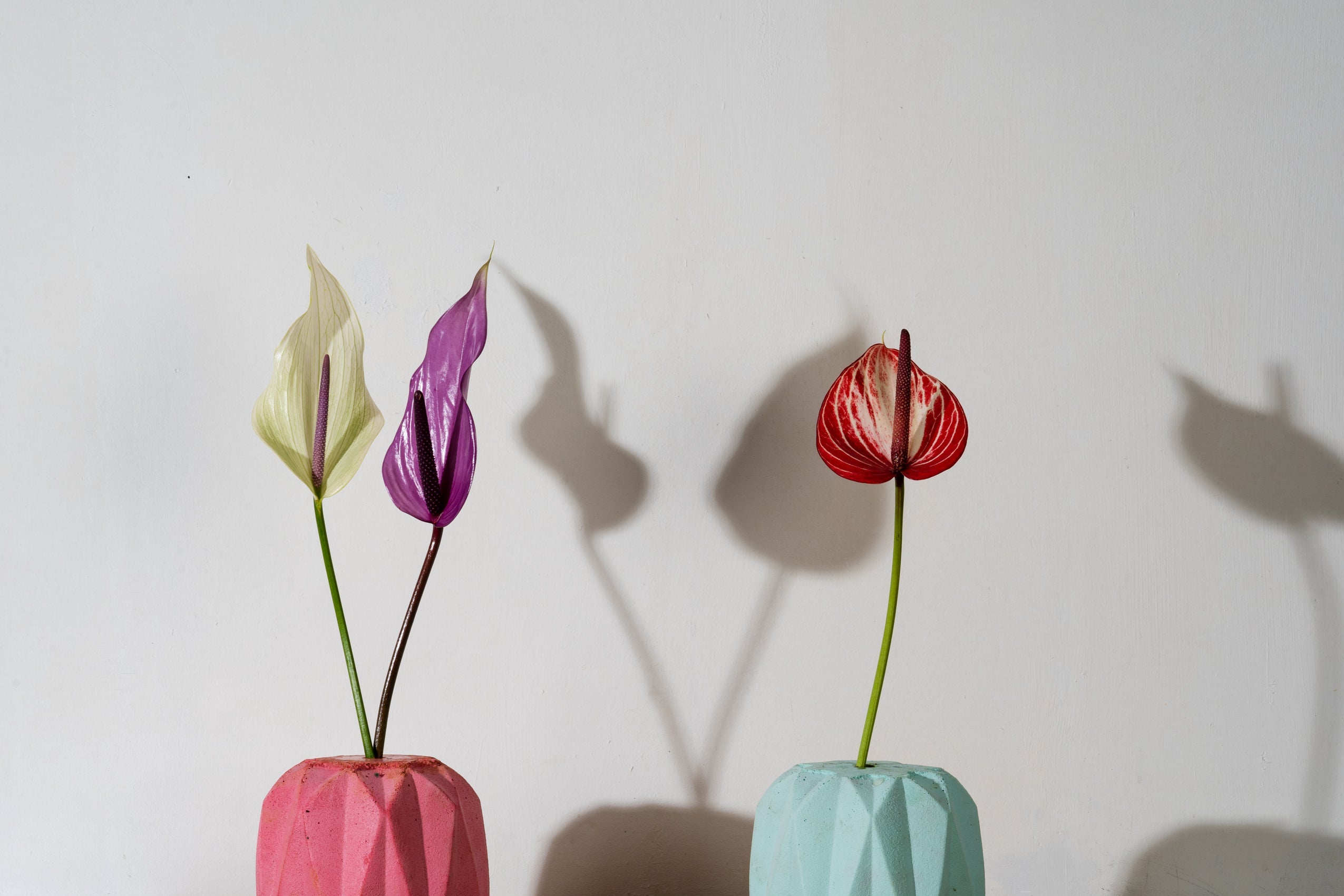 Anthuriums