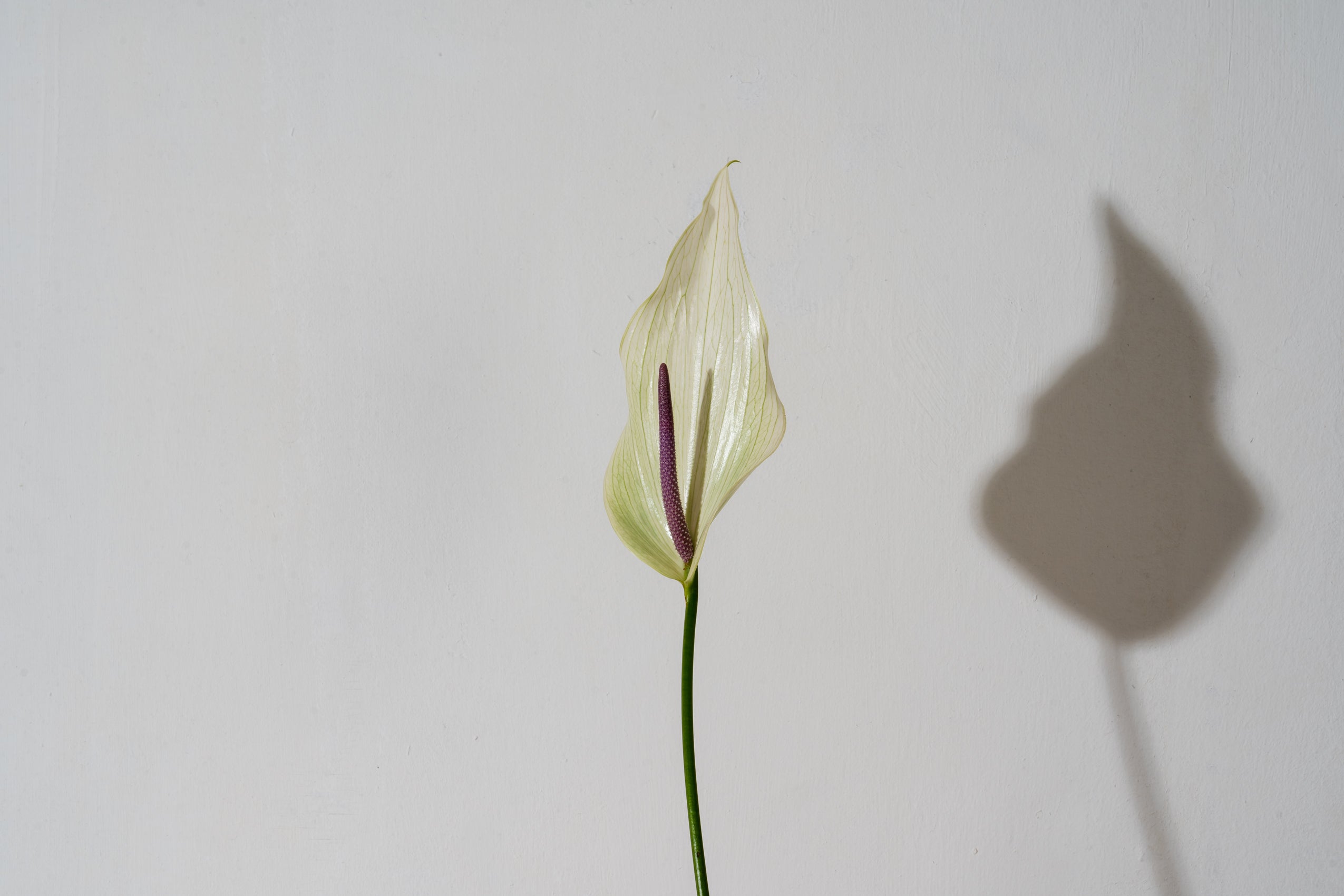 Anthuriums