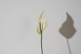 Anthuriums