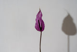Anthuriums