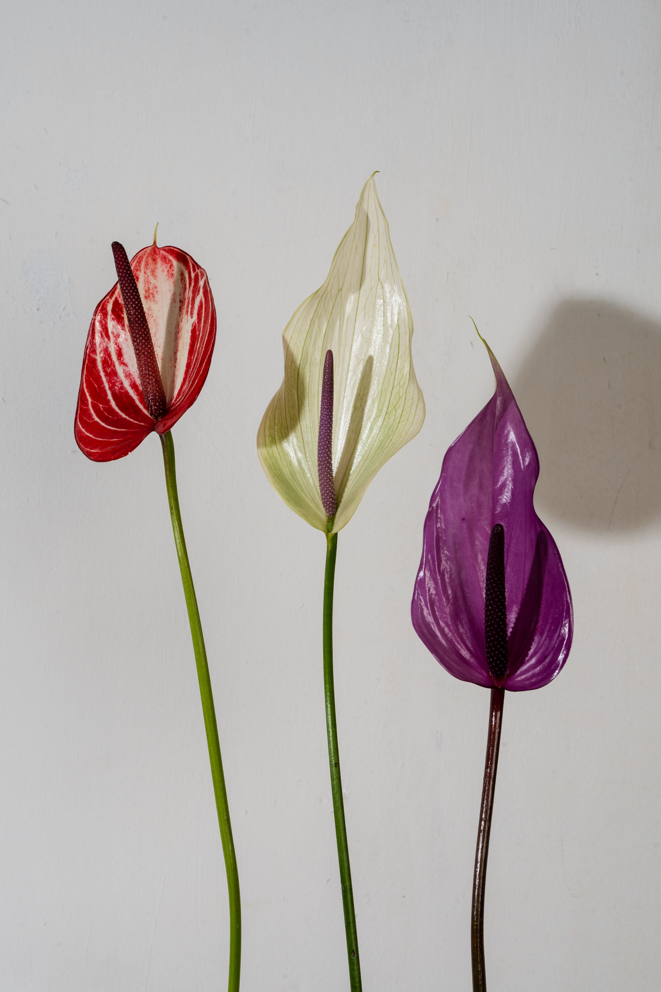 Anthuriums