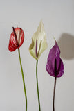 Anthuriums