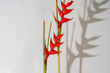 Haeliconias