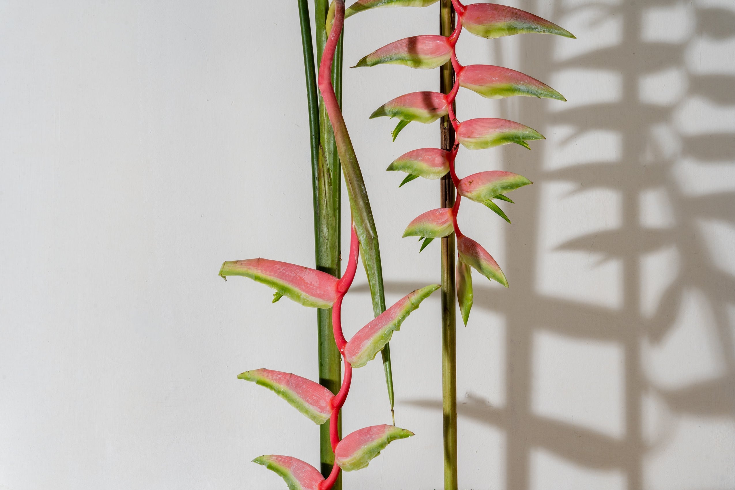 Drooping Haeliconias