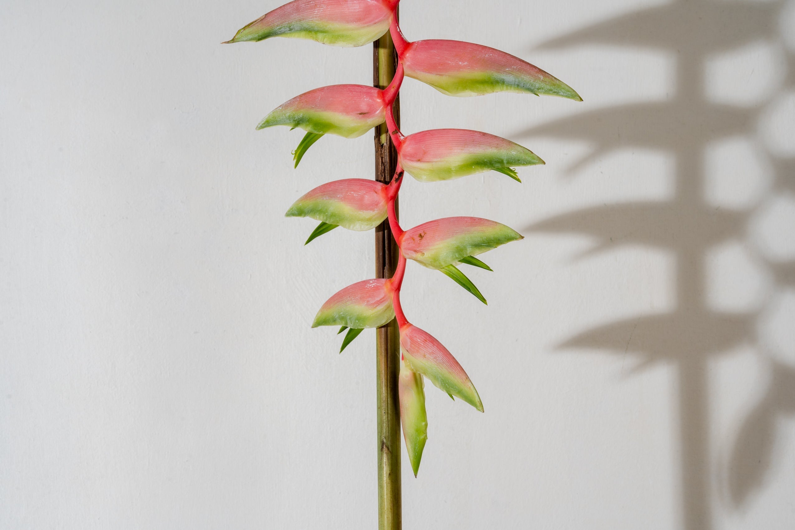 Drooping Haeliconias