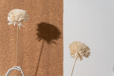 Shola Disbud (Bunch of 3 stems)