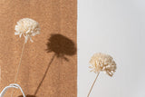 Shola Disbud (Bunch of 3 stems)