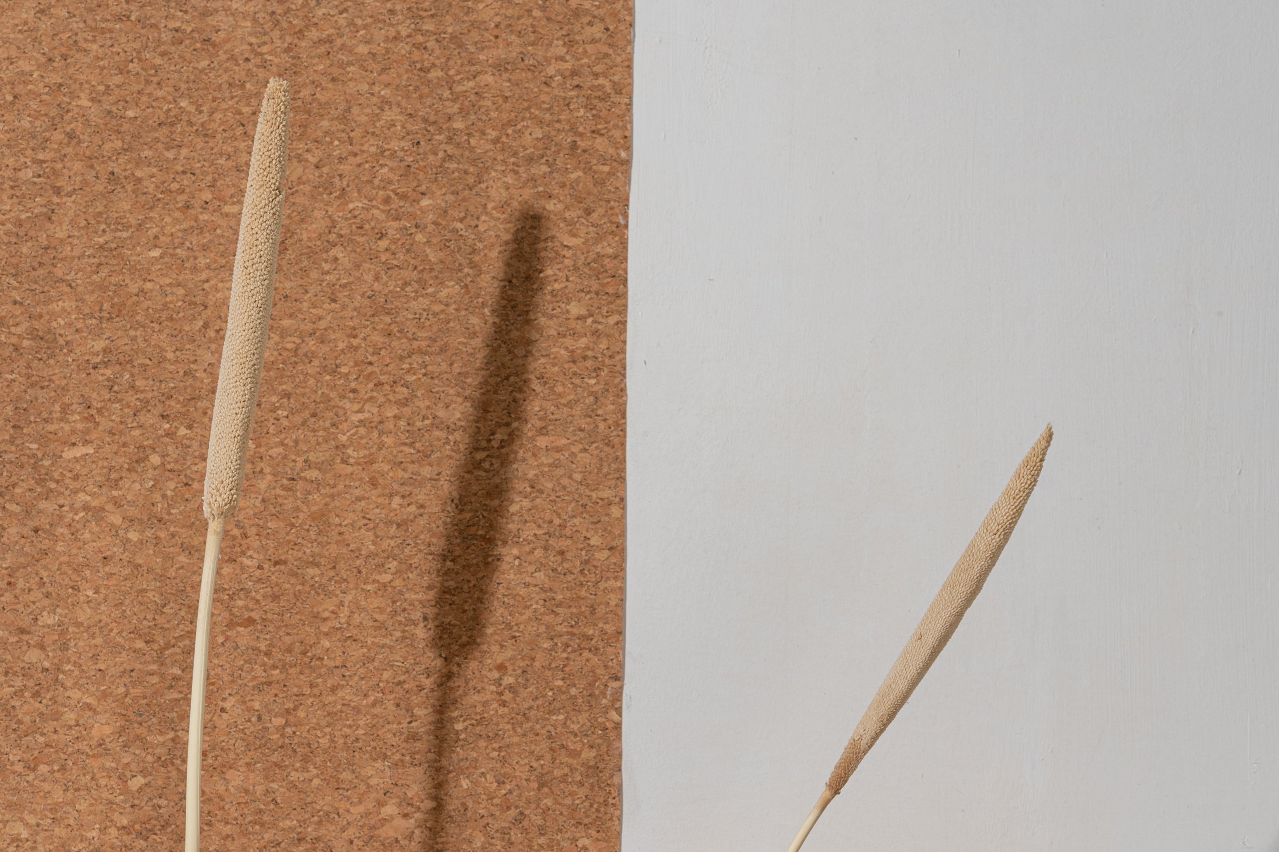 Naturally Dried Bajra (Bunch of 5 stems)