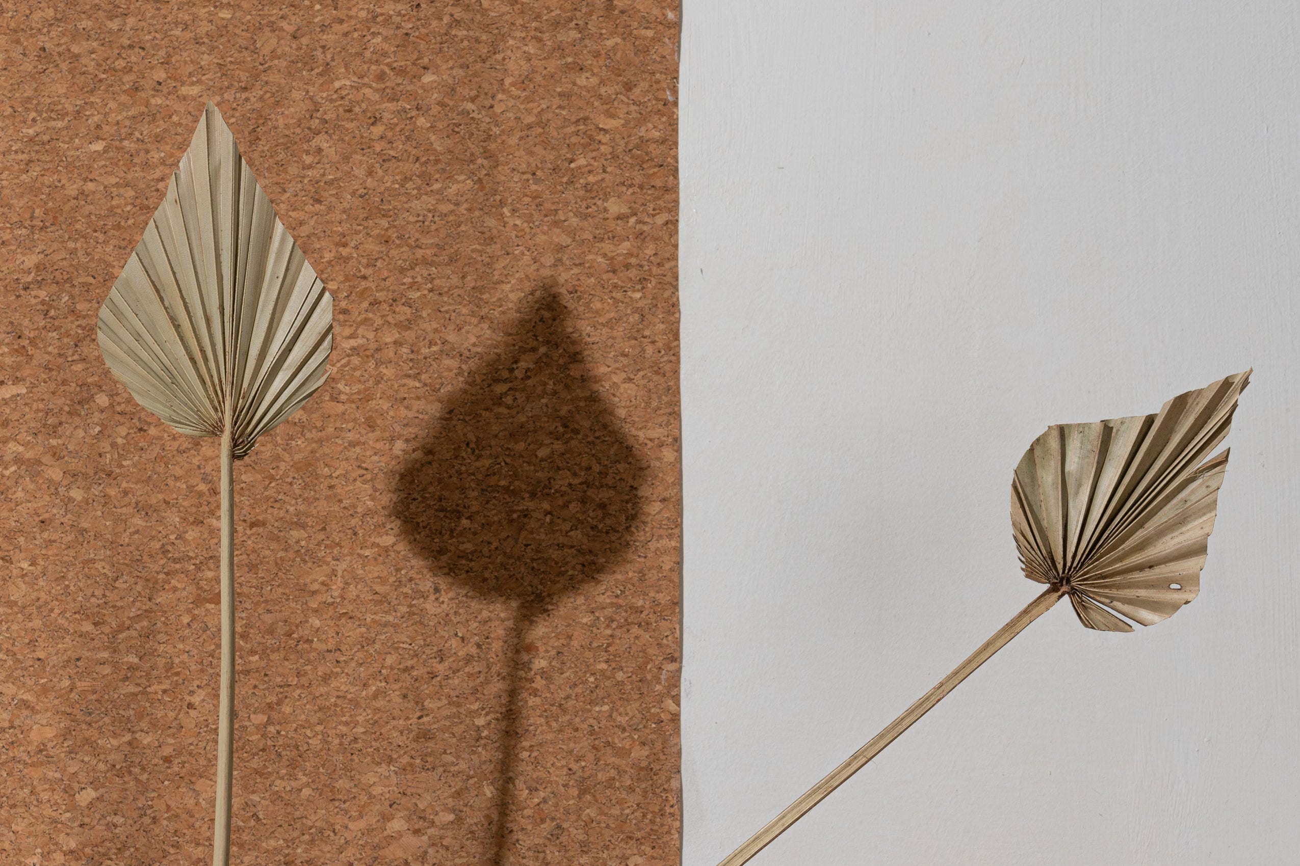 Palm Spear S (Bunch of 5 stems)