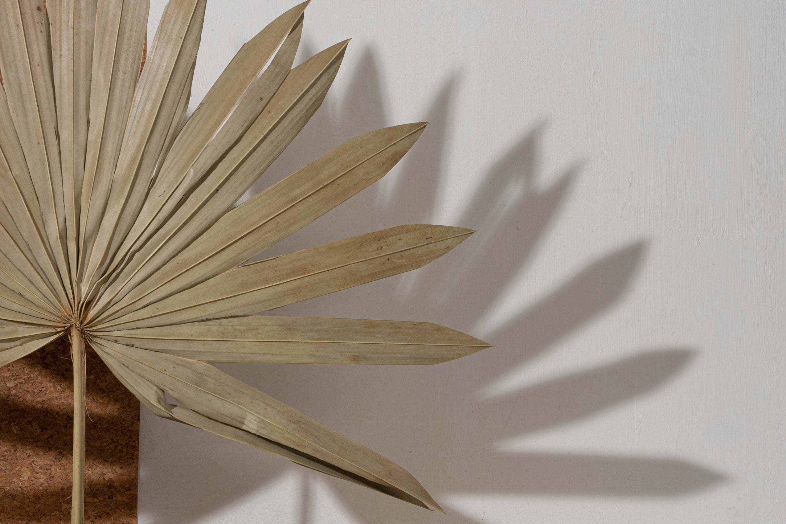 Palm Sun Cut (Bunch of 5 stems)