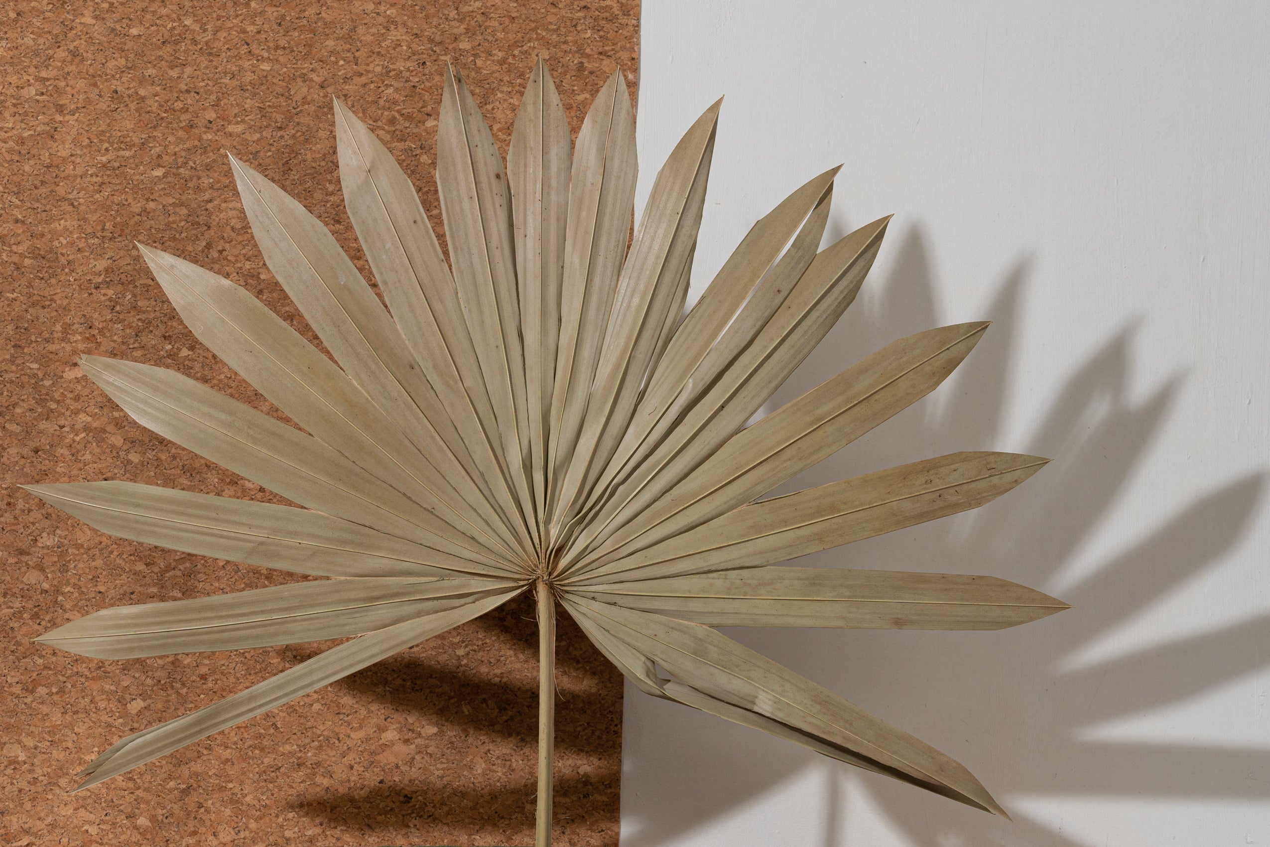 Palm Sun Cut (Bunch of 5 stems)