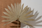 Palm Sun Cut (Bunch of 5 stems)