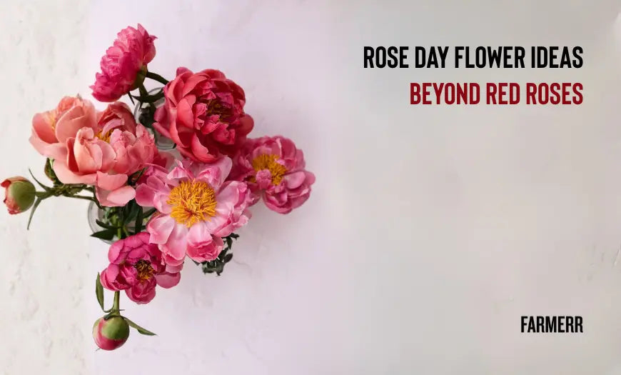 9 Rose Day Flower Ideas Beyond Red Roses - Farmerr