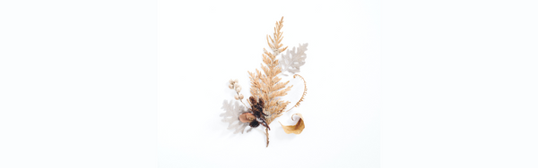 Easy Guide to Taking Care of Dried Flowers