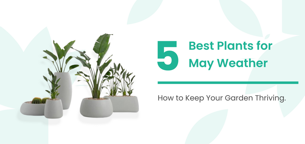 5 Best Plants for May Weather: How to Keep Your Garden Thriving During the Monsoon Season in India