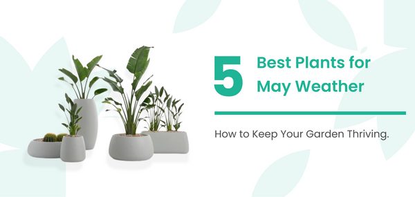 5 Best Plants for May Weather: How to Keep Your Garden Thriving During the Monsoon Season in India