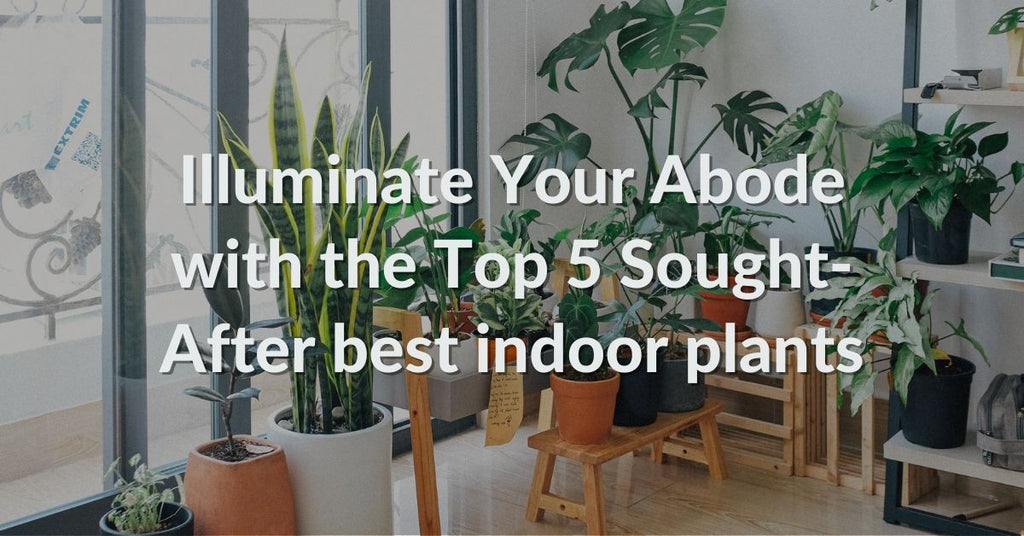 Illuminate Your Abode with the Top 5 Sought-After best indoor plants