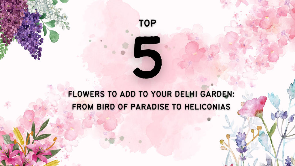 The Top 5 Flowers to Add to Your Delhi Garden: From Bird of Paradise to Heliconias