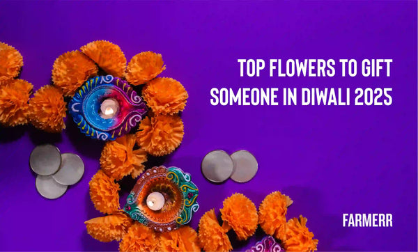 Top Flowers to Gift Someone In Diwali 2025 - Farmerr