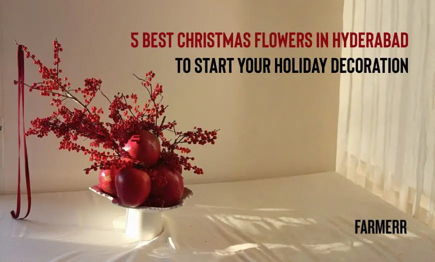 Best Christmas Flowers in Hyderabad to Start Your Holiday Decoration - Farmerr