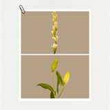 Fragrance